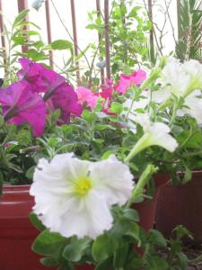 Himalayan Flower Vatika