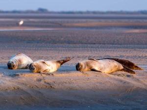 Appartements Berck Plage appartement 5 personnes : photos des chambres