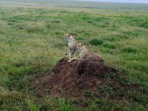 Real African Life safaris and Camps