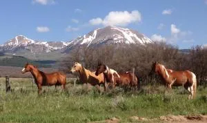 Mount Peale Country Inn - Old La Sal
