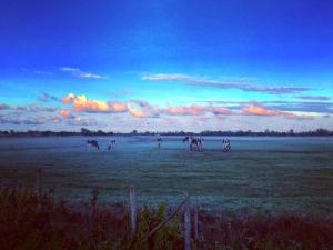 Maisons de vacances Maison calme a Notre-Dame-de-Monts, 400m plage, animaux admis - FR-1-540-284 : Maison de Vacances