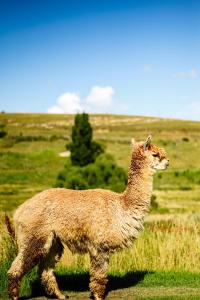 The Bubble Valley clarens