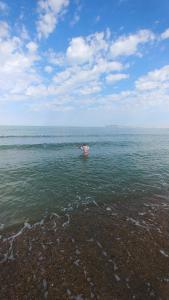 Sea Breeze
