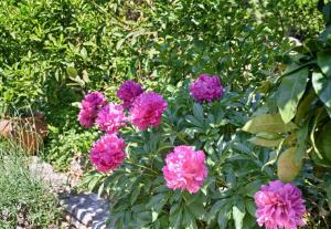 Ferienwohnung für 3 Personen ca 36 qm in Pula-Fondole, Istrien Istrische Riviera