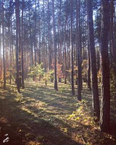 Frono nad Bugiem - dom na wynajem