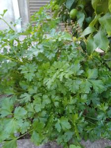 Casa Müller Mendoza