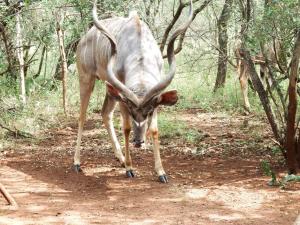 Wielewaal Bush Lodge