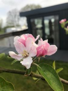 Uniek overnachten in een Tiny House op de Appelhof