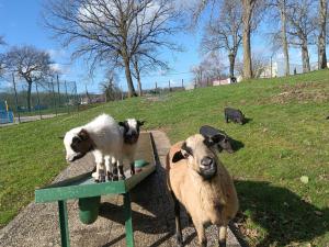 Campings Camping de La Hallerais Dinan : photos des chambres