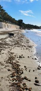 Appartements BELAZUR Entre plage et port : photos des chambres