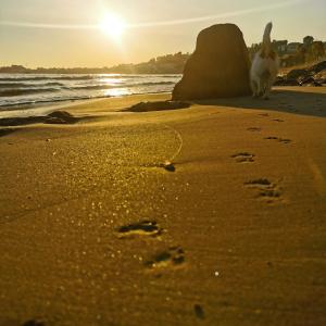 Appartements BELAZUR Entre plage et port : photos des chambres