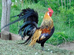 Agroturystyka Izba Pod Kasztanem