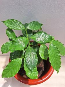 Casa de las Brujas Escazú