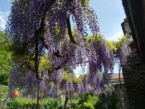 Sejours chez l'habitant Glycines et jasmins : photos des chambres