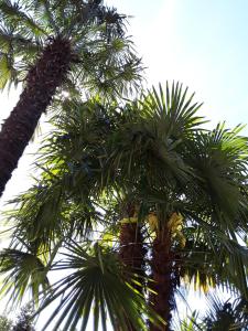 Two-Bedroom Superior Apartment