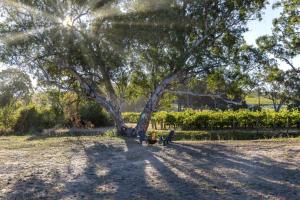 Luxury Vineyard Cabin Escape