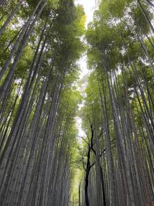 House of Dragon Arashiyama Central 天龙の宿 岚山正中心独栋别墅1-2楼完全使用带车位 5人入住可 天龙寺步1分竹林渡月桥步3分 嵯峨岚山駅步4分 新干线至京都站11分