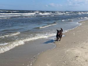 Sommergarten 37 C Usedom
