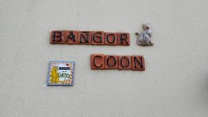 Le Bangor Coon