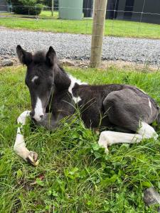 Sherwood Ranch Cottages - 405 Woodbank Road