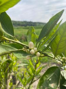 Bastide de Peyloubet