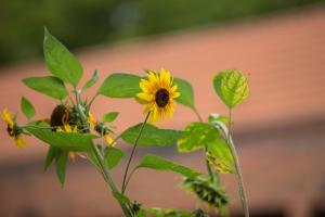 Umwelt Bildungszentrum Berlin