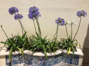 Casa do Mestre João