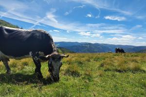 Chalets Chalet Vosgien en A, le Renard : photos des chambres