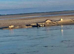 Appartements Ma cour Berck/mer : photos des chambres