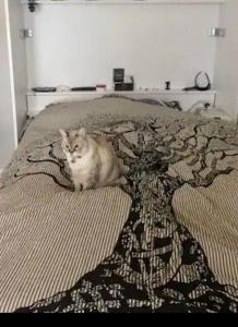 Appartements Ma cour Berck/mer : Appartement 1 Chambre