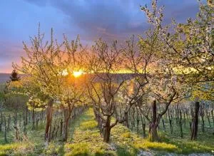 Kofal Pince - Kisapáti