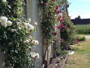 Maisons de vacances Gite Couddes, 3 pieces, 6 personnes - FR-1-491-411 : photos des chambres