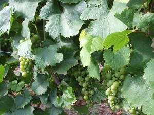 Maisons de vacances Maison 8 min du Zoo de Beauval, jardin, cheminee, tout inclus, proche Chateaux de la Loire - FR-1-491-429 : Maison de Vacances