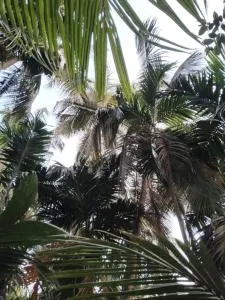 MADHULI COTTAGE - Alibag