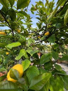 Dream garden city center on subway 10 guest