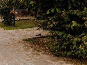 Cabana Paradisul Verde Neamt