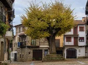 EL VIEJO OLMO - Vegas de Coria