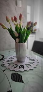 Apartament-Studio Polana Szaflarska