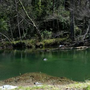 Appartements Le Moulin aux Chandelles, gites sans ondes ajoutees ni ajoutables Le Bois du Sanglier : photos des chambres