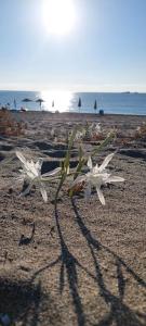 Casa Scirocco Sardegna img21