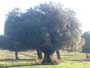 Orgosolo B&B Sardegna img72