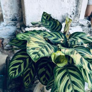 97 Yaowarat - Phuket Old Town