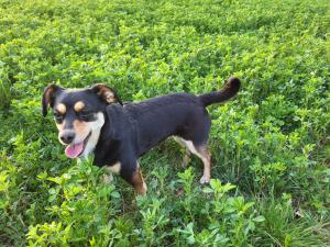 Chalupa Romantik na Hrinovskych lazoch