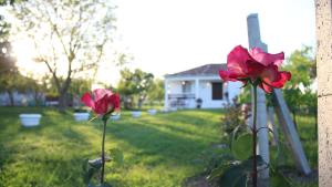 "Per Mik" cottage in vineyard