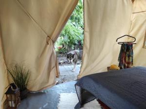 Glamping Casa Soarelui