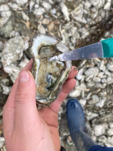 POLDER aan de Zeeuwse kust