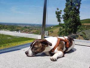 Ferienhaus mit Panoramablick