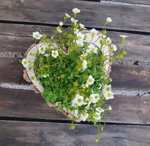 Traditional cottage at Lake Balaton