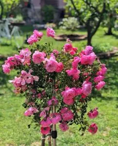 La mia casa - Čeluga