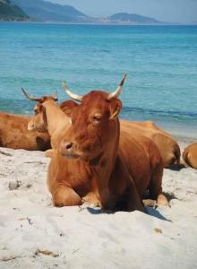 Appartements Studio standing classe meuble de tourisme avec terrasse vue mer 